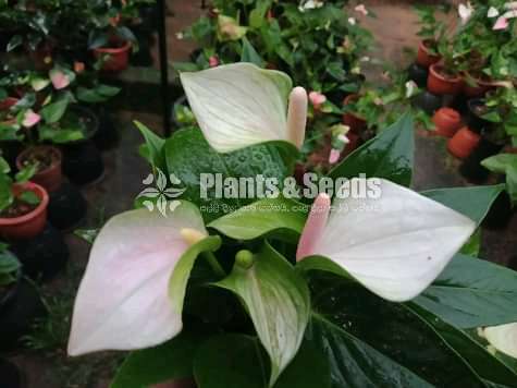 Anthurium Package 