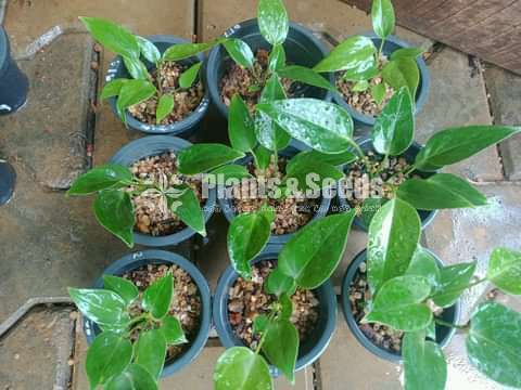 Anthurium Package 