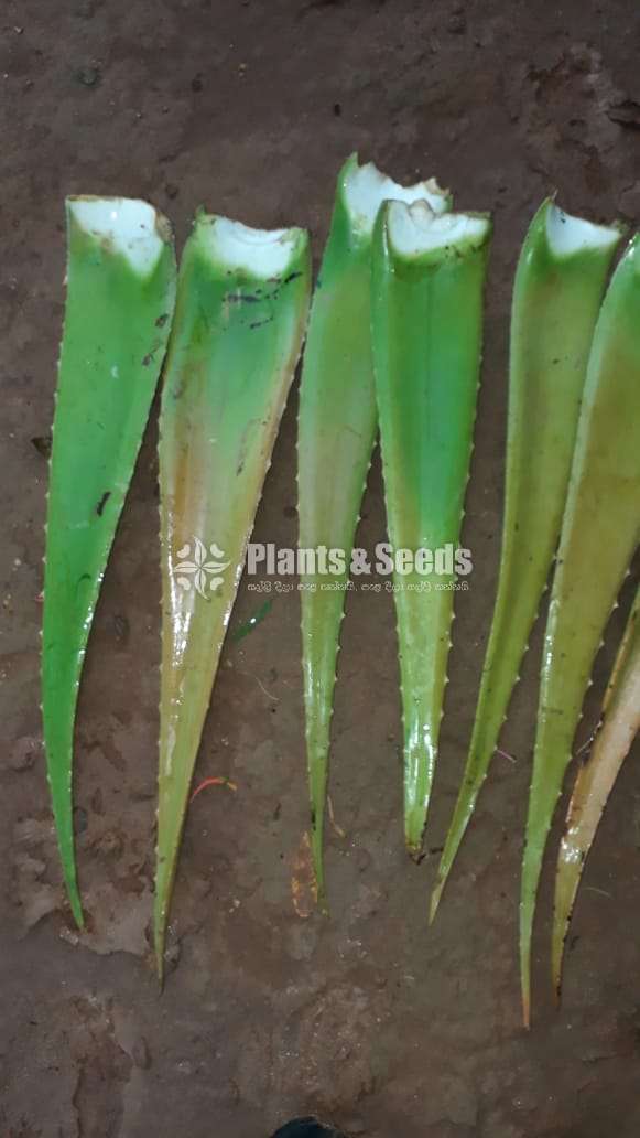 Komarika ( කෝමාරිකා පිත්ත )