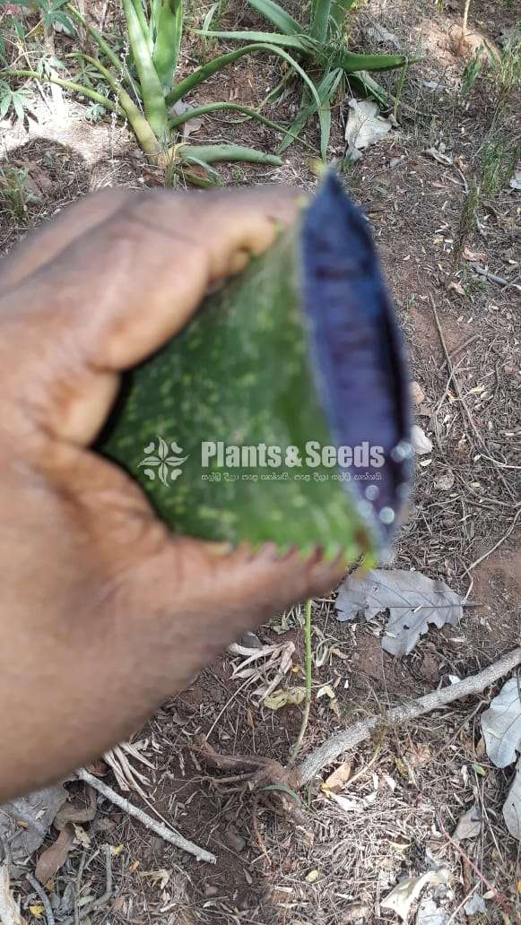 Rathu Komarika (රතු කෝමාරිකා )