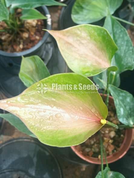 Bankok Seed Anthurium (මල් ආසන්න බැංකොක් පැල )