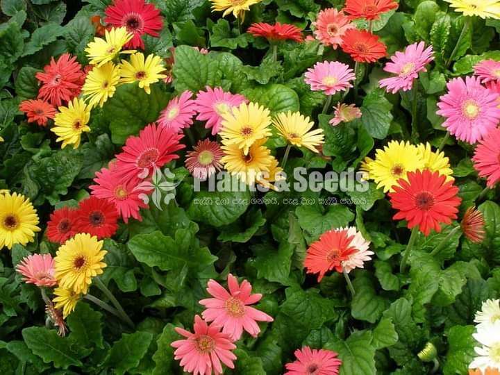 Jebras Flowers