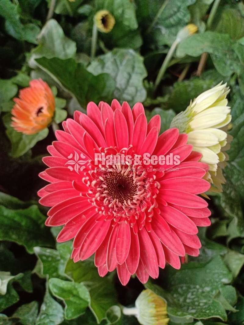 Jebras Flowers