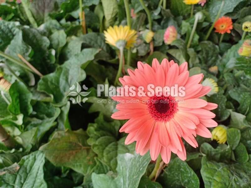 Jebras Flowers