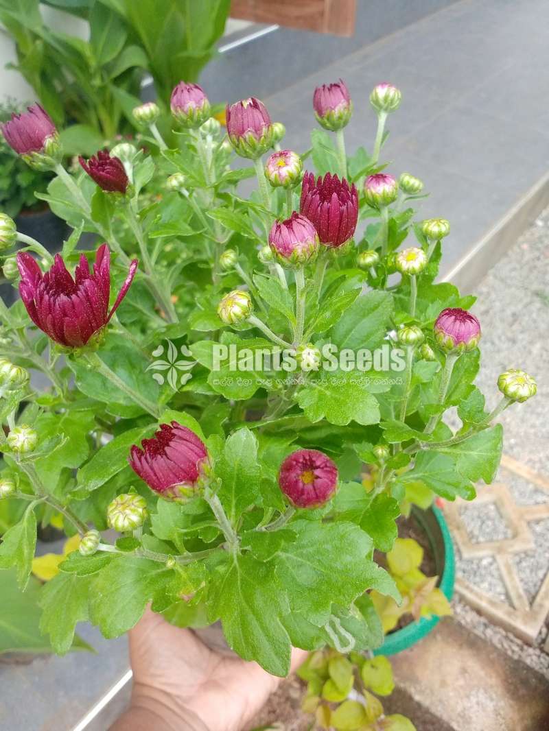 Kapuru (කපුරු පැල)