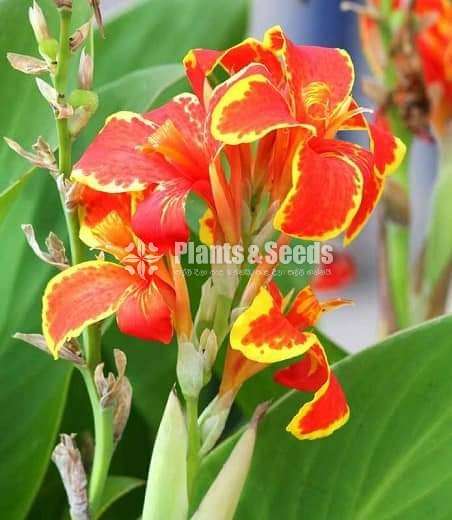 Baby CANNAS