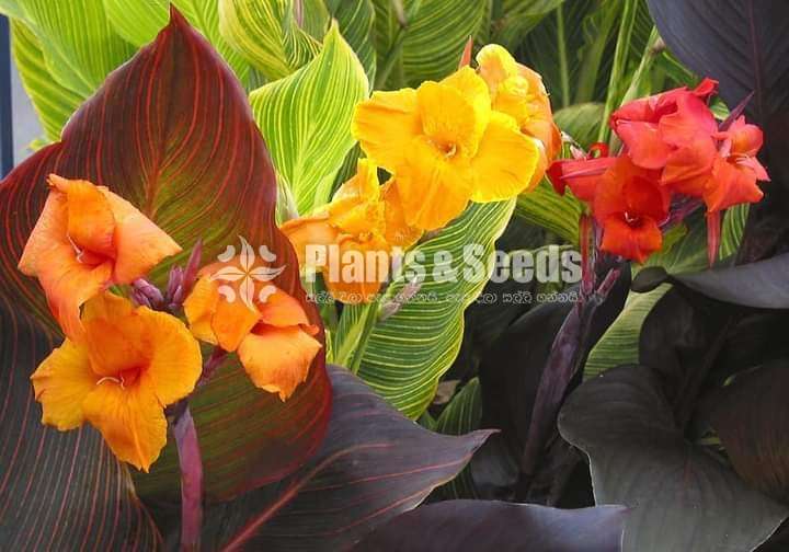 Baby CANNAS