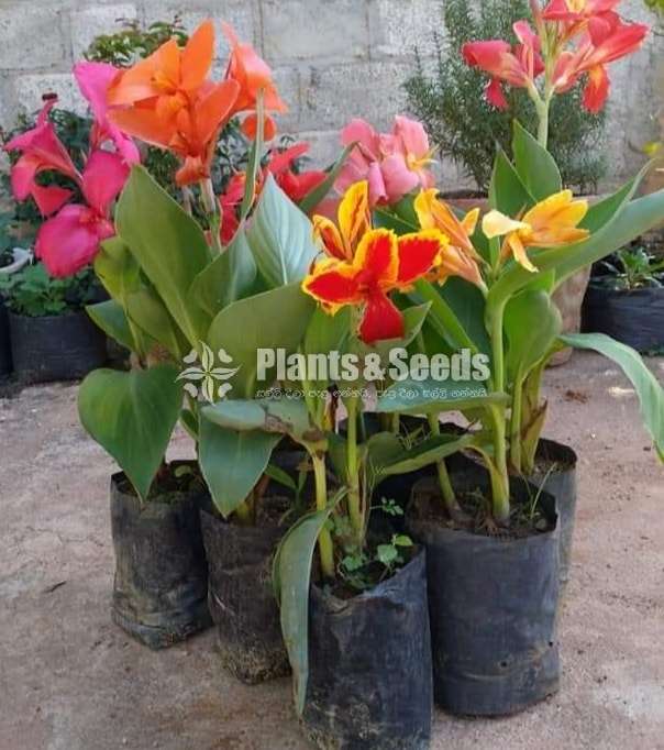 Baby CANNAS