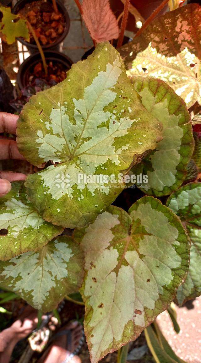 Bigonia  (බිගොනියා පැල)
