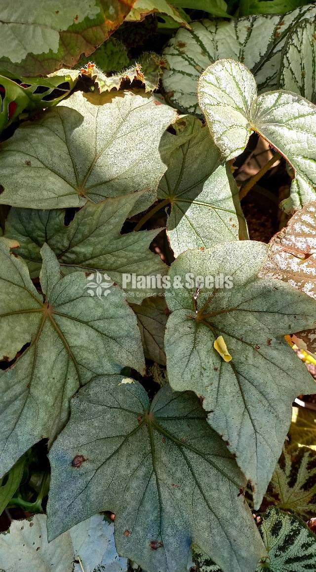 Bigonia  (බිගොනියා පැල)