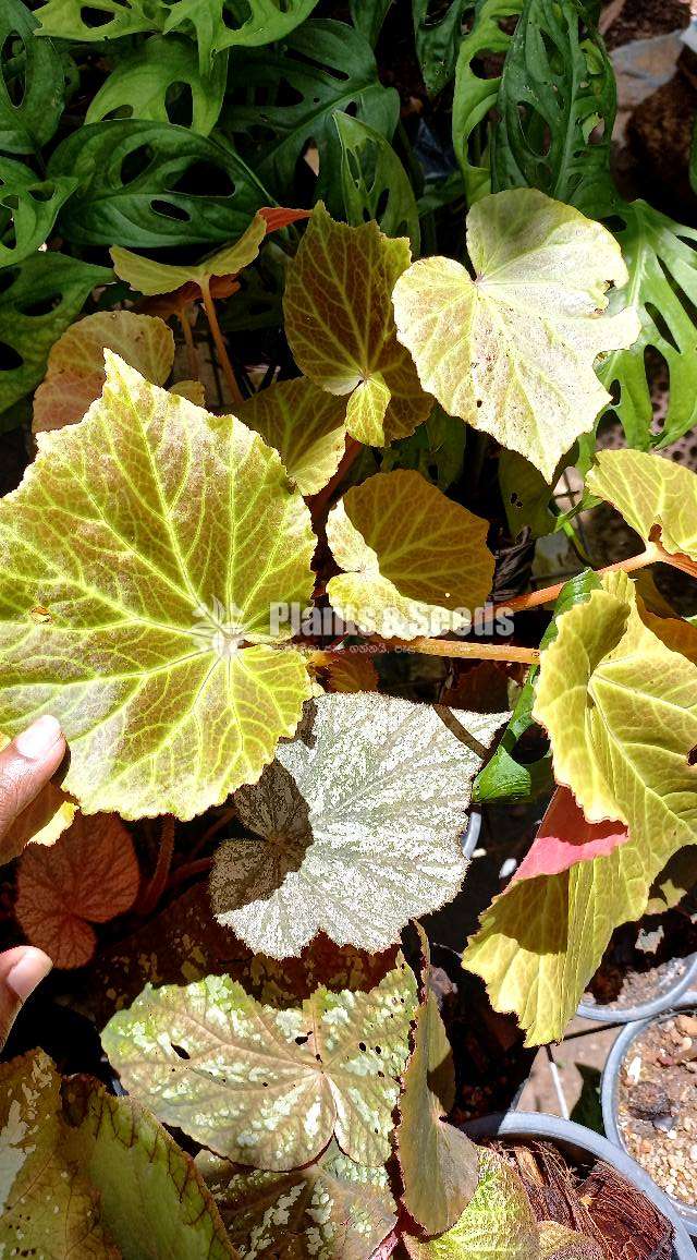 Bigonia  (බිගොනියා පැල)