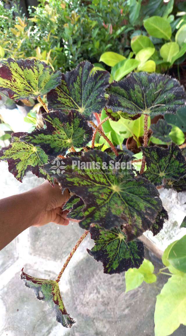 Bigonia  (බිගොනියා පැල)