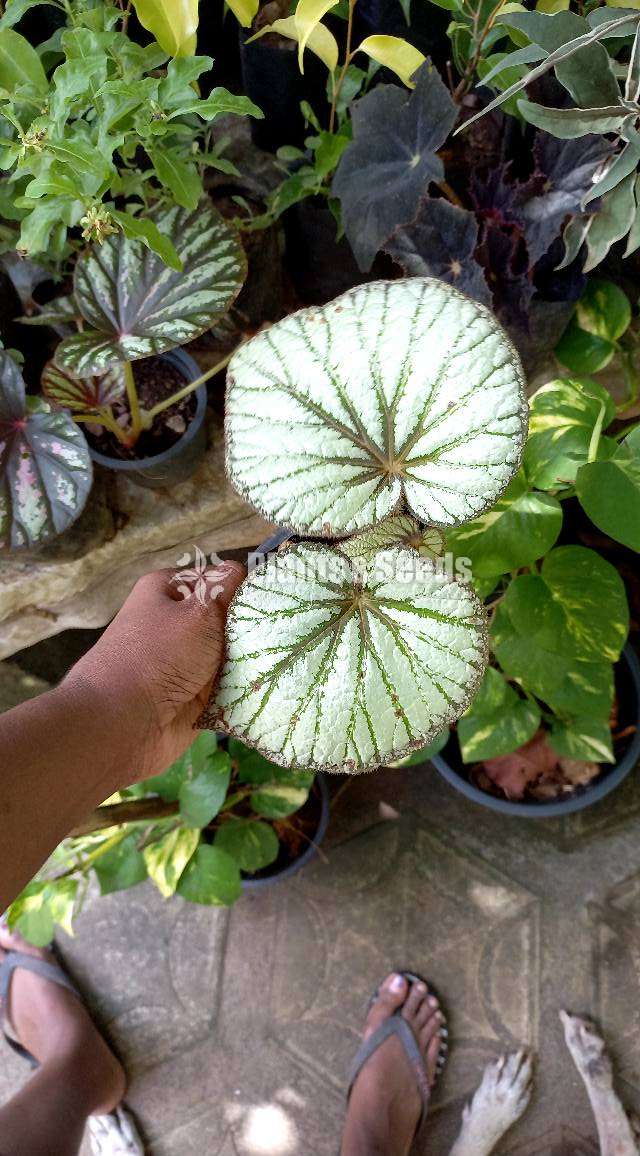 Bigonia  (බිගොනියා පැල)