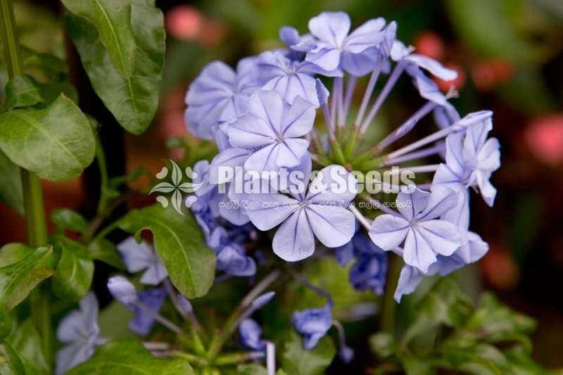 Plumbago