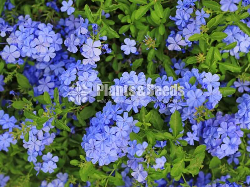 Plumbago