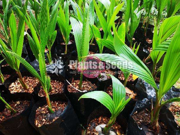 පොල් පැල