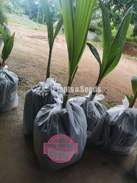 පොල් පැල