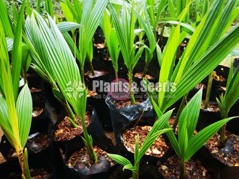 පොල් පැල
