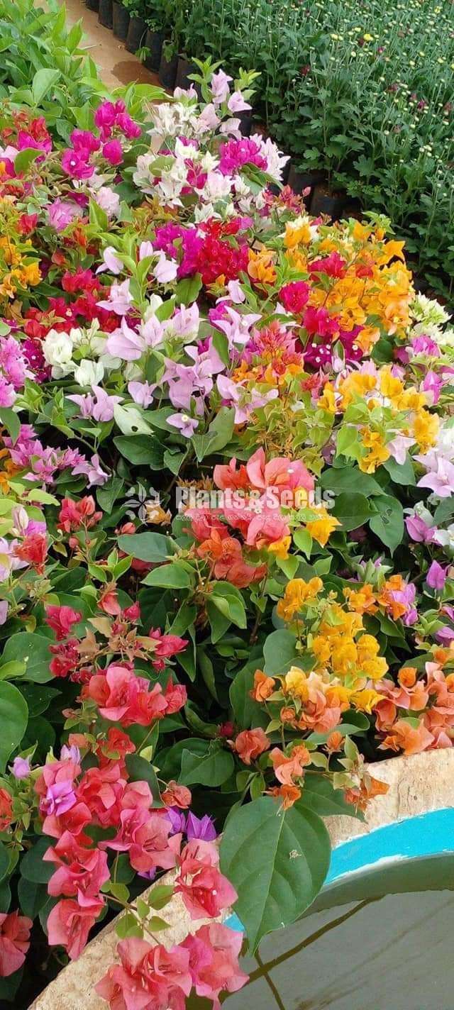 Boganvila (බෝගන්විලා පැල)