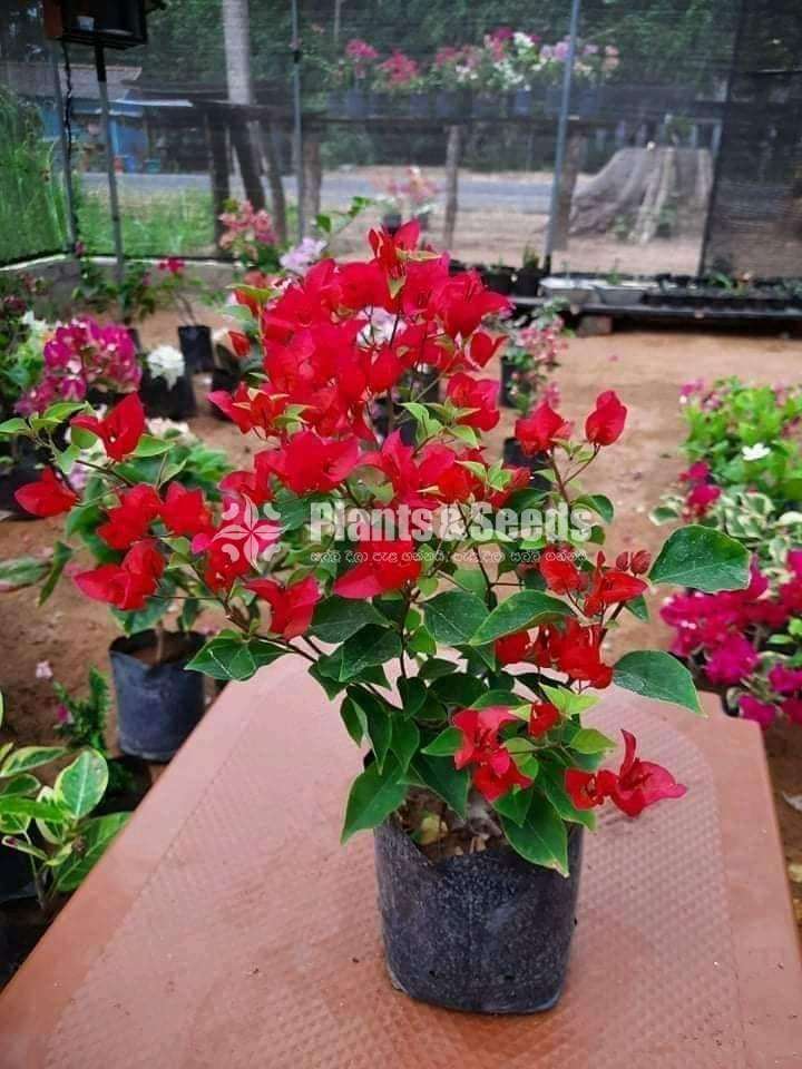Boganvila (බෝගන්විලා පැල)