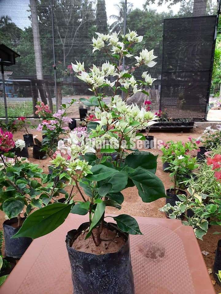 Boganvila (බෝගන්විලා පැල)
