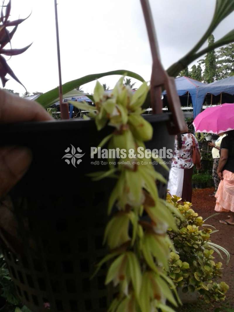 Hanging plants
