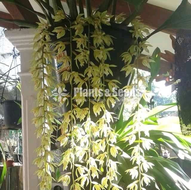 Hanging plants