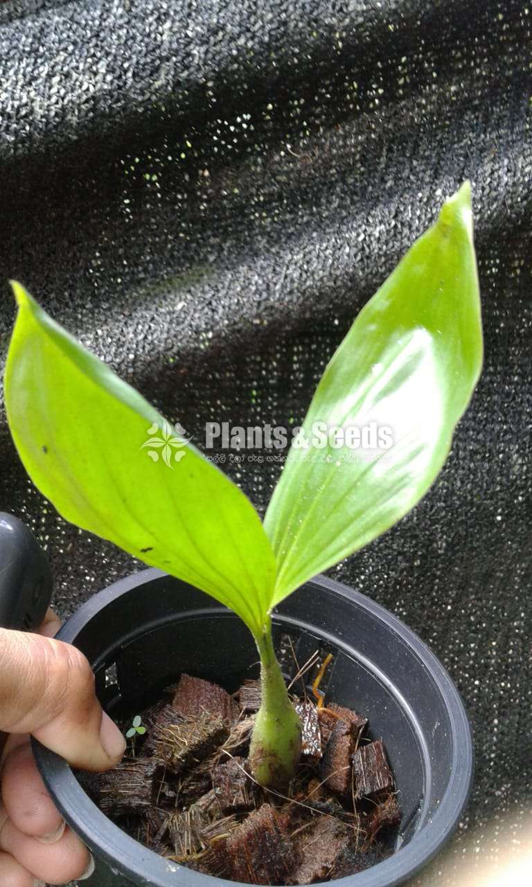 Hanging plants