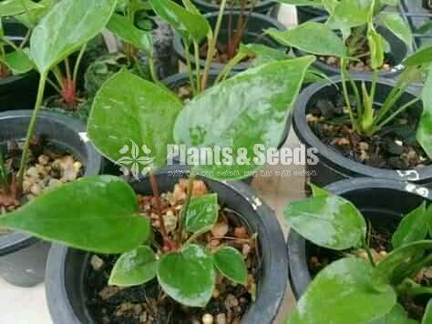 Bankok Seed Anthurium 