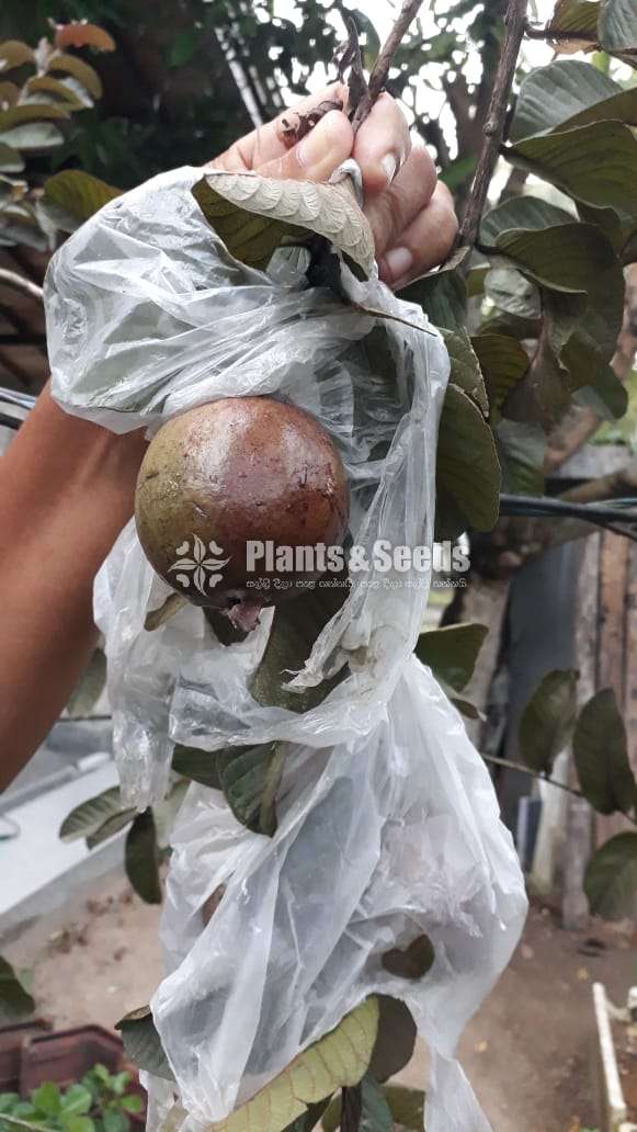 Red pera(බැංකොක් රතු පේර පැල)