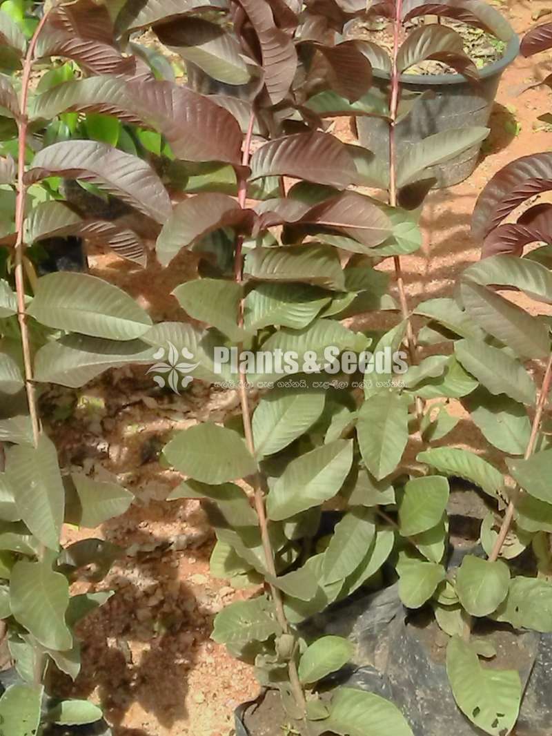 Red pera(බැංකොක් රතු පේර පැල)