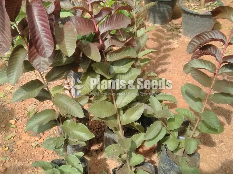 Red pera(බැංකොක් රතු පේර පැල)