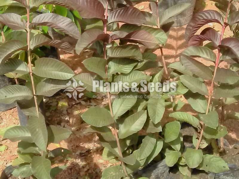 Red pera(බැංකොක් රතු පේර පැල)
