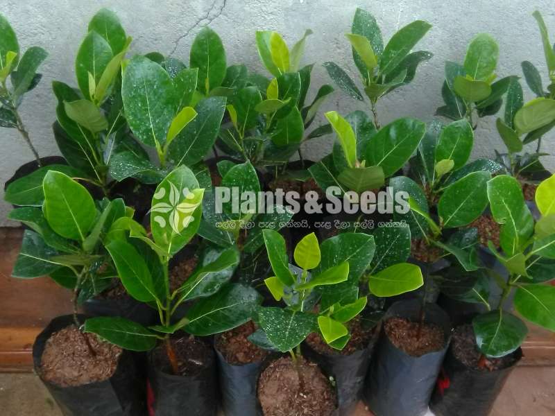 ගිණි වරකා බද්ද පැල (Bud Orange Jack fruit)