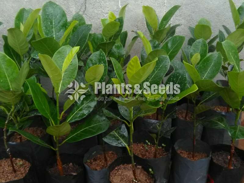 ගිණි වරකා බද්ද පැල (Bud Orange Jack fruit)
