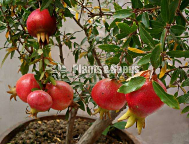 Redangel pomegranate( ඉන්දියානු රතු දෙළුම් )