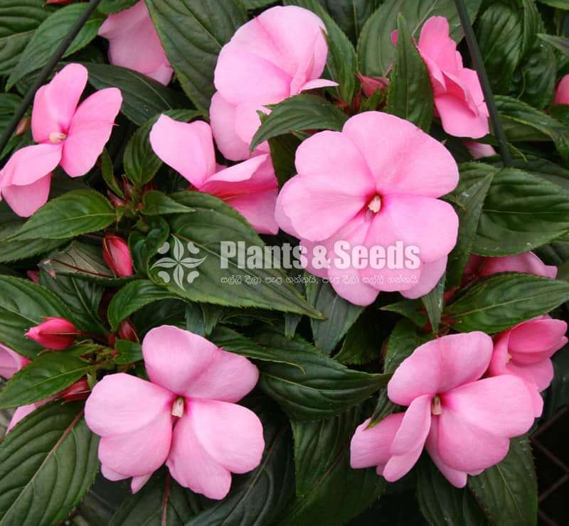 Impatiens (දිය කුඩලු )