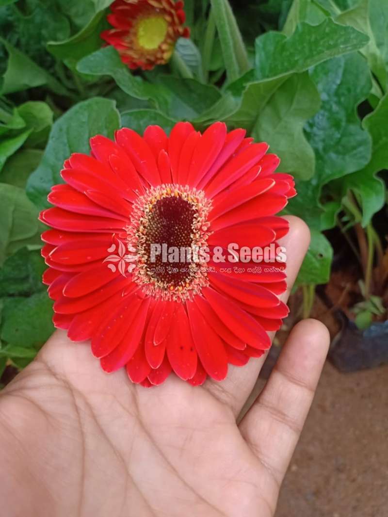 Jebera (ජෙබ්රා)