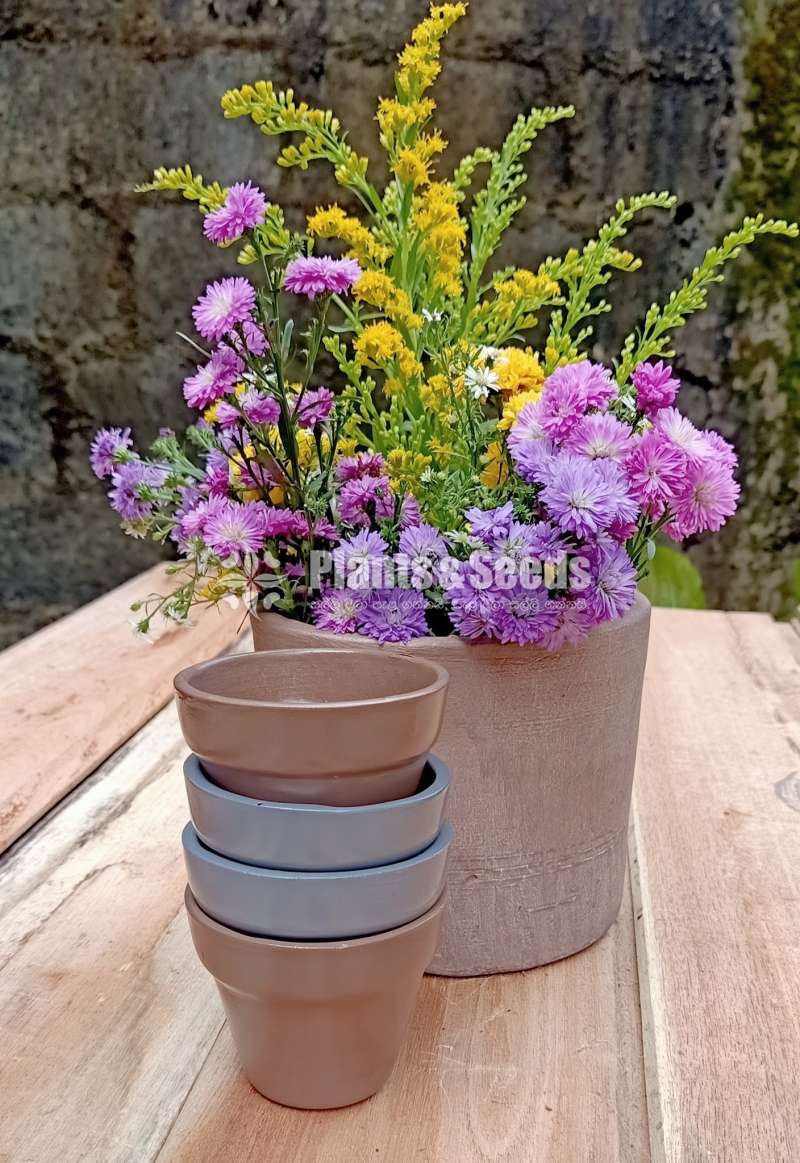 Teracotta cactus pots