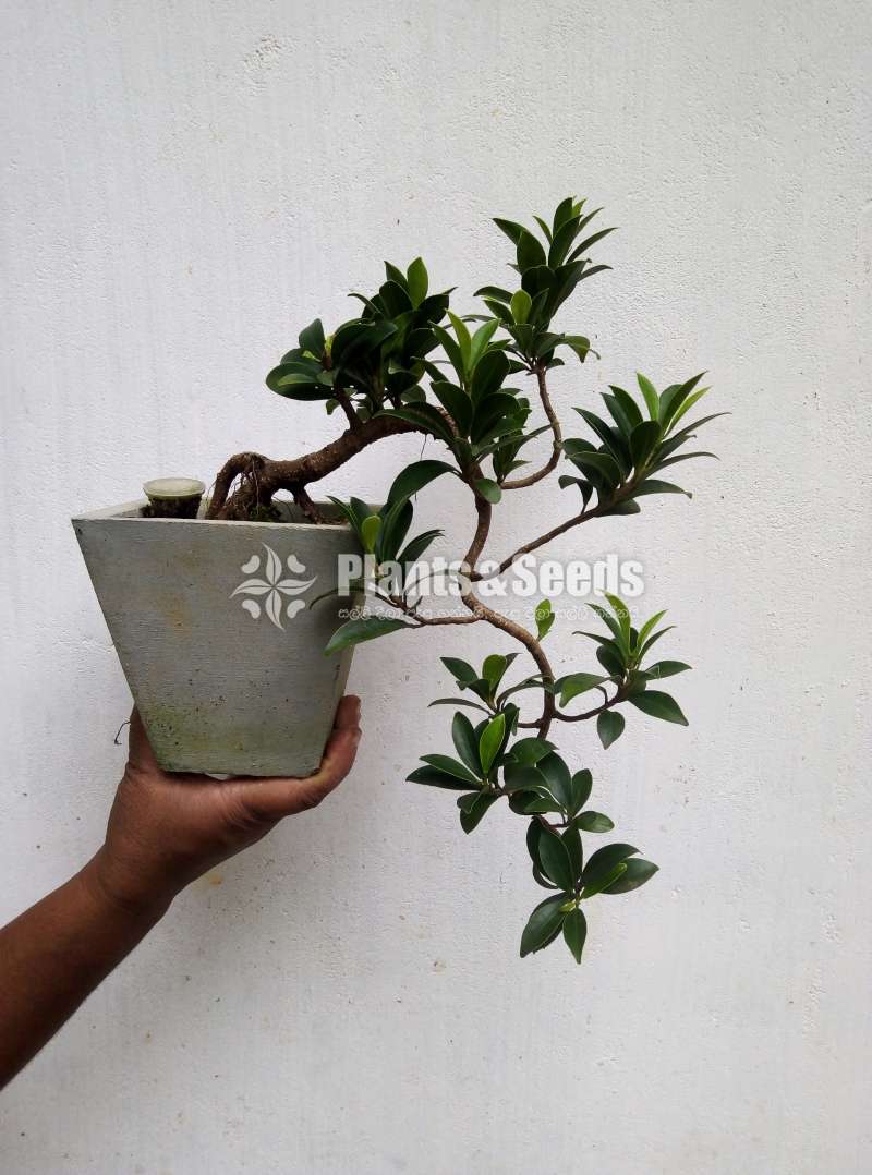 Ficus bonsai plant