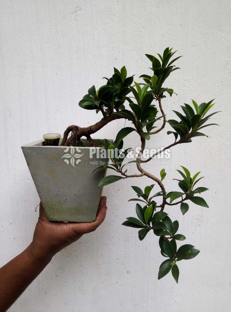 Ficus bonsai plant