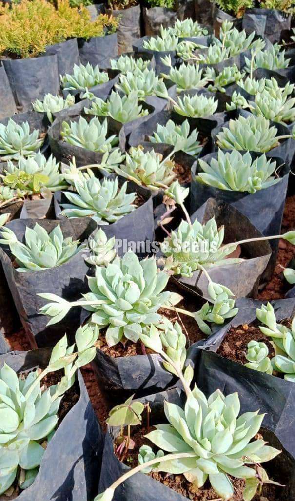 Cactus (කැක්ටස් පැල)