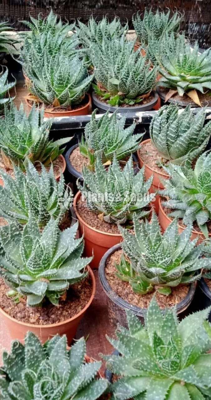 Cactus (කැක්ටස් පැල)