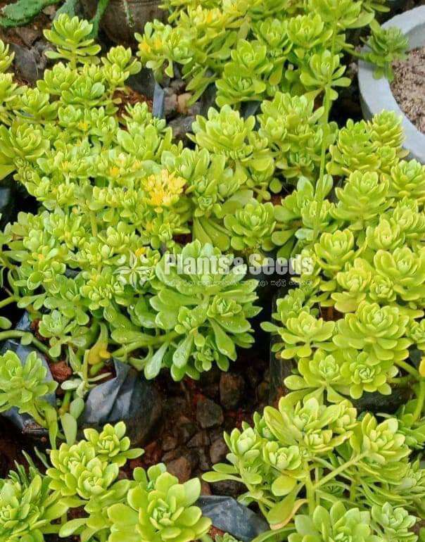 Cactus (කැක්ටස් පැල)