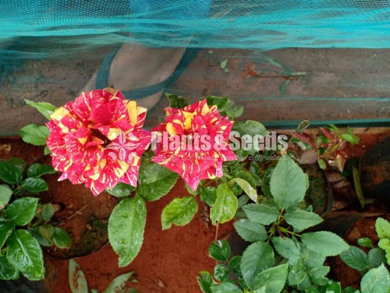 Roses Plants
