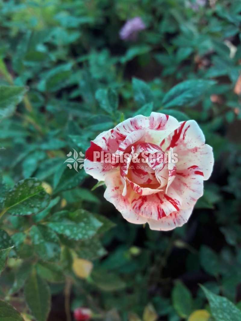 Roses Plants