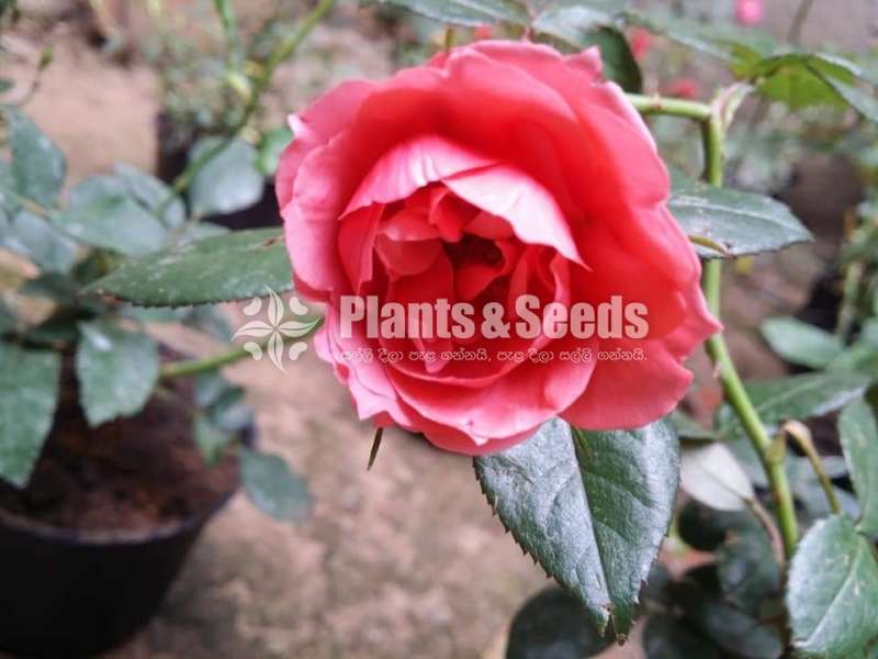 Roses Plants