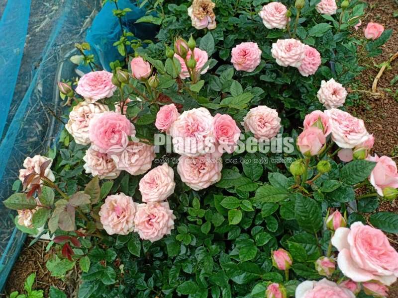 Roses Plants