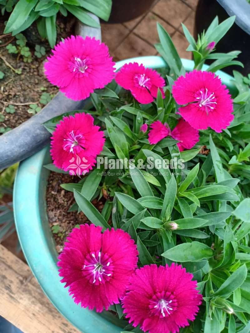 Carnation (කානේශන්)