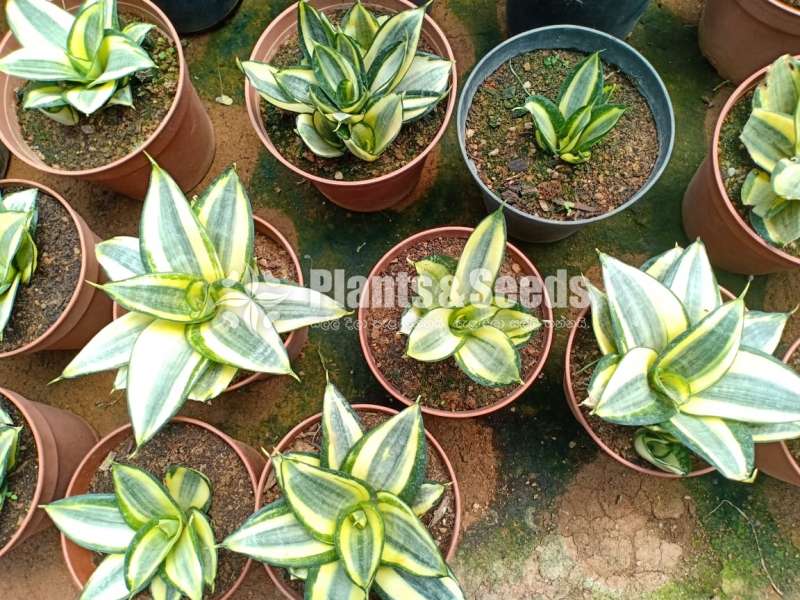 Sansevieria bird nest